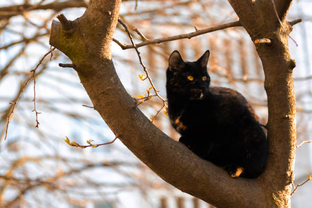 istock Portrait of a beautiful stray cat on a tree 1219377484