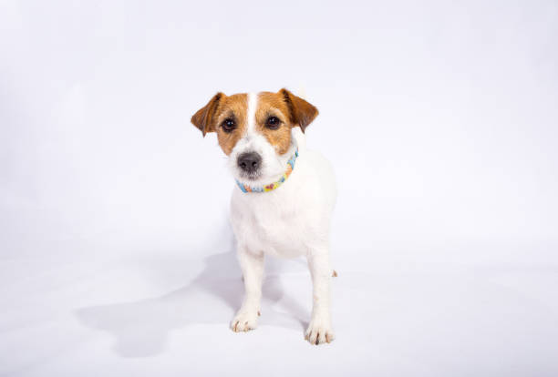 Jack Russell Terrier isolated Jack Russell Terrier isolated on white in the studio. Friendly concept n11 stock pictures, royalty-free photos & images