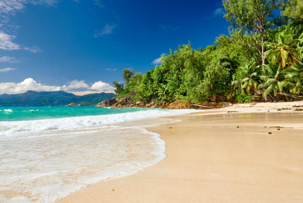 istock Beautiful Anse Soleil beach with palm tree at Seychelles 1219378399