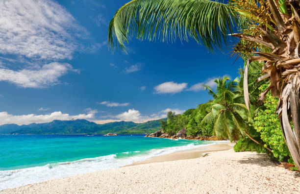 istock Beautiful Anse Soleil beach with palm tree at Seychelles 1219378410