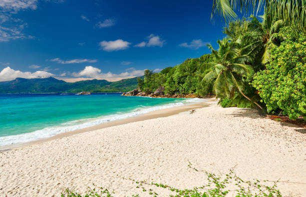 istock Beautiful Anse Soleil beach with palm tree at Seychelles 1219378413