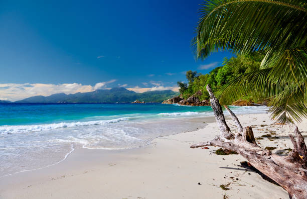 istock Beautiful Anse Soleil beach with palm tree at Seychelles 1219378415