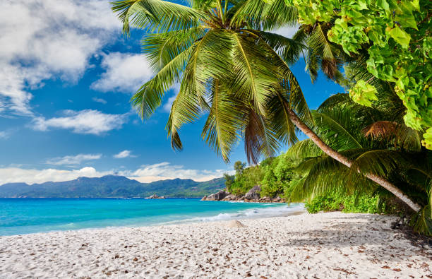 istock Beautiful Anse Soleil beach with palm tree at Seychelles 1219378427
