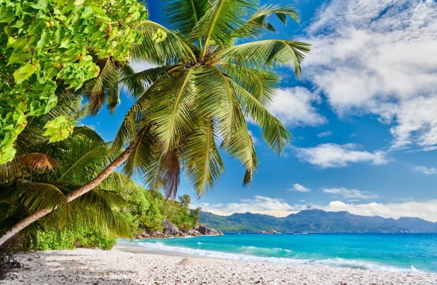istock Beautiful Anse Soleil beach with palm tree at Seychelles 1219378431