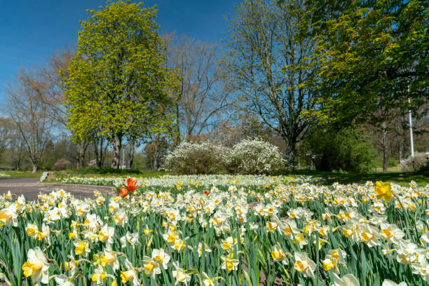 Welsh Landscape, depicting spring daffodil in bloom at Penmaenpool in the foreground, with a forest and countryside vista of Afon Mawddach and the Pen-y-bryn area in the background. Photograph taken near Penmaenuchaf, Dolgellau, Mid Wales.