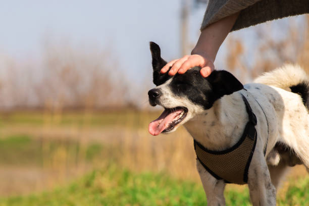 istock Basenji dog praised stroking the head 1219378834