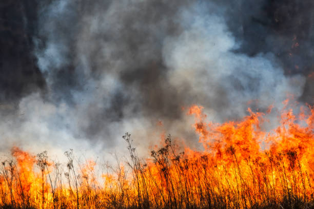 istock Burning dry field on the side, horizon in danger, spring warming 1219378910