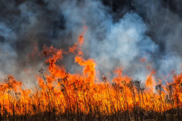 istock Burning dry field on the side, horizon in danger, spring warming 1219378911