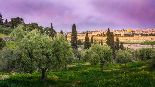 monte de los olivos vith vista de jerusalén - mount of olives fotografías e imágenes de stock