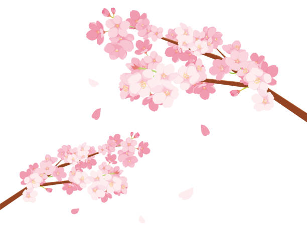 ilustrações, clipart, desenhos animados e ícones de ilustração de cherry blossoms - cherry blossom blossom cherry tree sakura