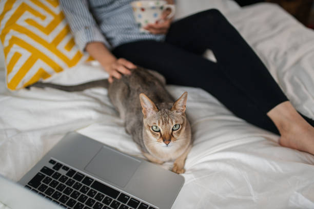 istock Pet cat relaxing on the bed watching TV with its owner 1219379870