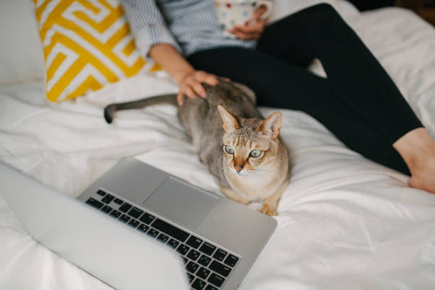 istock Pet cat relaxing on the bed watching TV with its owner 1219379882