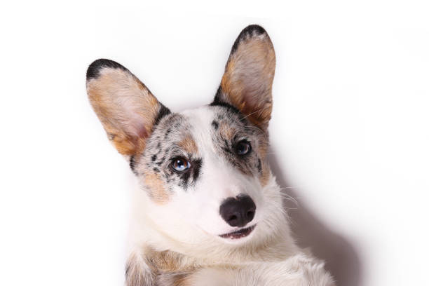 istock Funny looking big eared purebred dog looking at camera. 1219381012