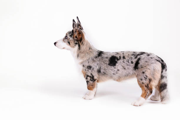 istock Funny looking big eared purebred dog looking at camera. 1219381315