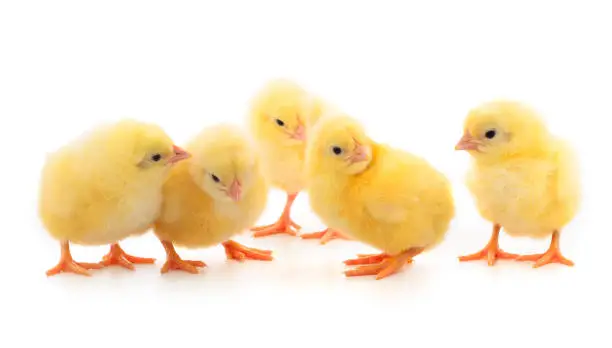 Five yellow chickens. Four yellow chickens on a white background.