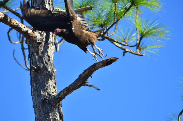istock Turkey vulture flying off from pine branch perch 1219382503