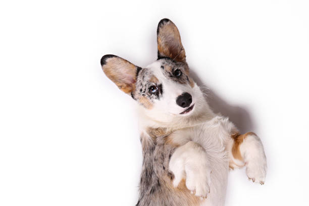 istock Funny looking big eared purebred dog looking at camera. 1219382624