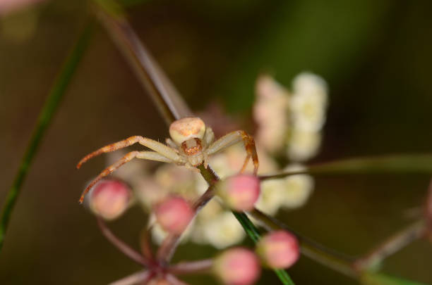 istock Crab spider facing camera while on milkweed flower head 1219382758