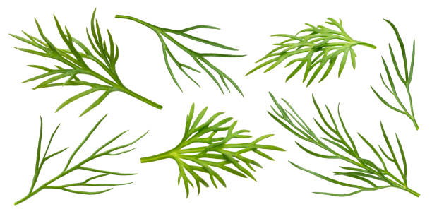 istock Dill isolated on white background with clipping path 1219382868