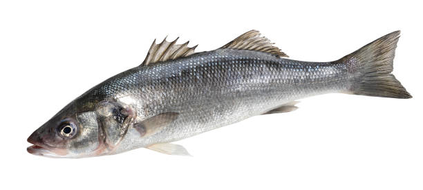 istock One fresh sea bass fish isolated on white background 1219382904
