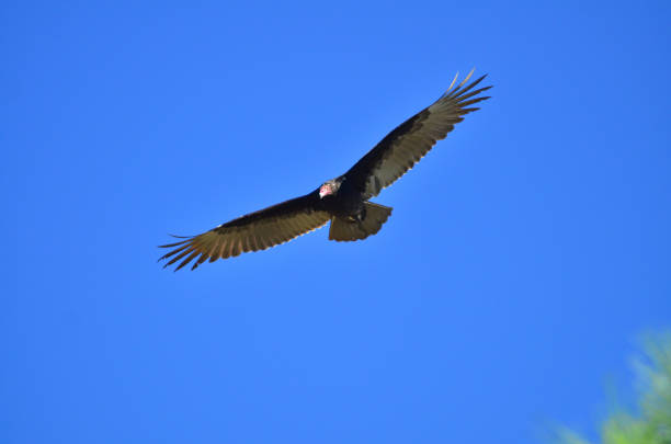istock Gliding Turkey Vulture with wings outstretched 1219383007