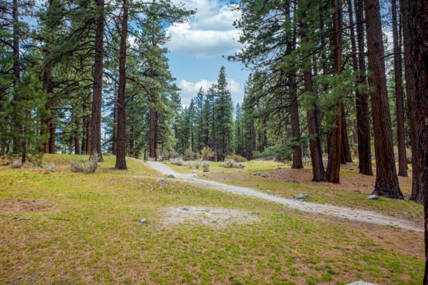 Calm Lake at Tuolumne Meadows at Yosemite National Park