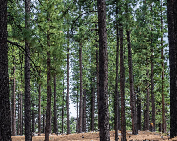 istock Forested parkland near Reno, Nevada in early springtime. 1219383574