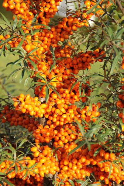 Sea buckthorn with fruits