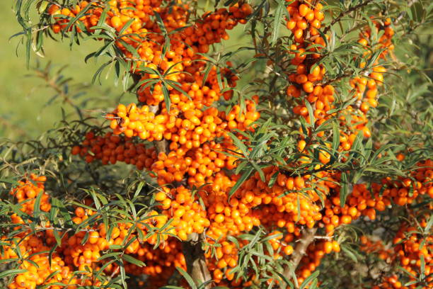 istock Sea buckthorn - Hippophae rhamnoides 1219384021