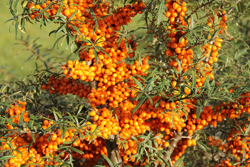 Sea buckthorn with fruits