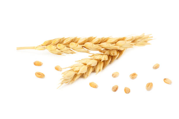 istock spikelets of wheat isolated on white background. 1219384712