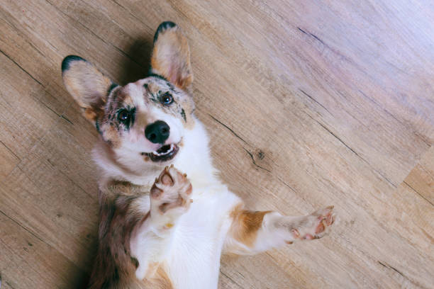 istock Funny looking big eared purebred dog looking at camera. 1219384982