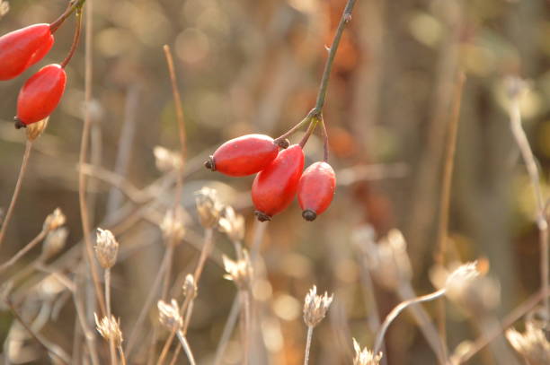 istock Rosehip in the autumn forest 1219385998