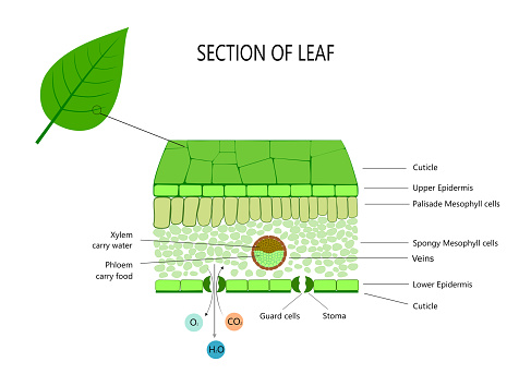 Leaf structure for school and education. Leaf tissue, cells and trasport in and out leaf