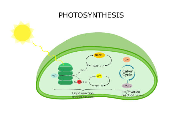 Photosynthesis in a chloroplast ligth reaction and Calvin cycle. converting light energy into sugar. Diagram for biological study. autotroph stock illustrations