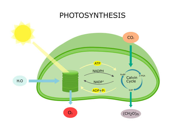 Photosynthesis in plant diagram Chloroplast converts light energy into sugar. Vector for education autotroph stock illustrations