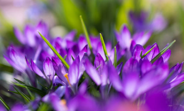 istock Fresh flowers of purple crocus in spring. 1219386232
