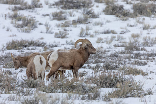 冬のワイオミング州のビッグホーン羊 - bighorn sheep ram sheep winter ストックフォトと画像