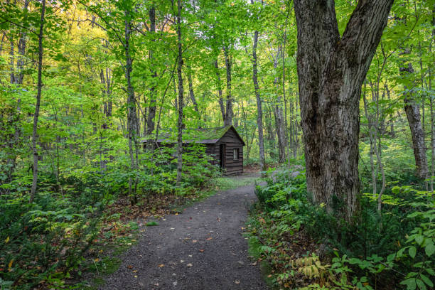 istock Footpath leading to a shack in a forest of green trees 1219387607