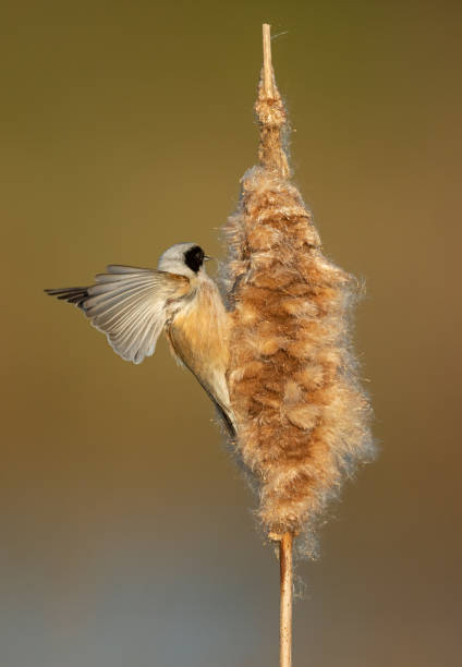 istock Eurasian penduline tit 1219387671