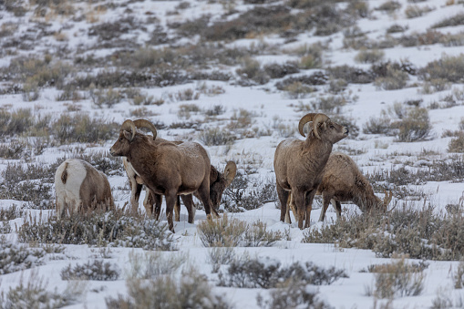 a herd of bighorn sheep in winter in Wyoming