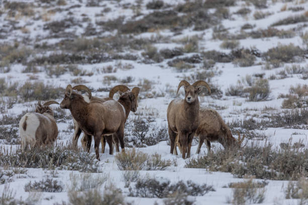 冬のワイオミング州のビッグホーン羊 - bighorn sheep ram sheep winter ストックフォトと画像