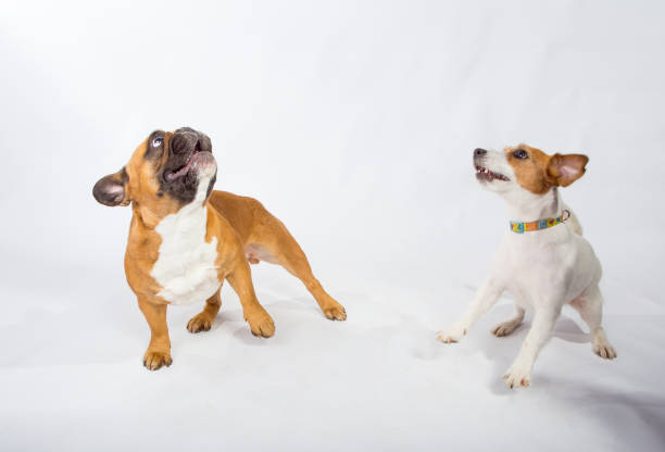 istock Two cute playful dogs 1219387795