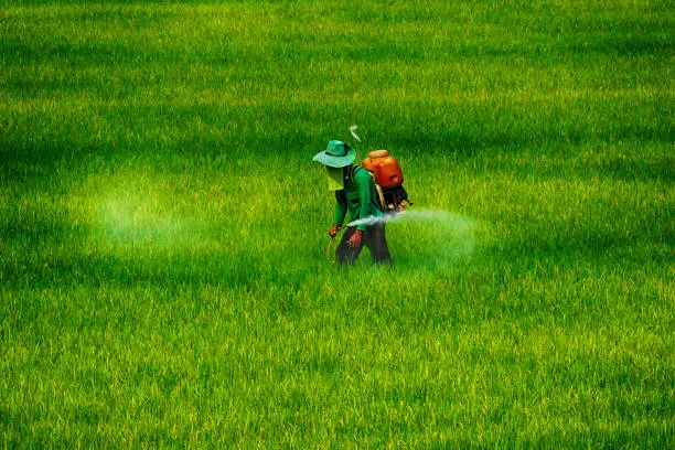 Photo of Farmer spraying pesticide or Farmers spray insecticide