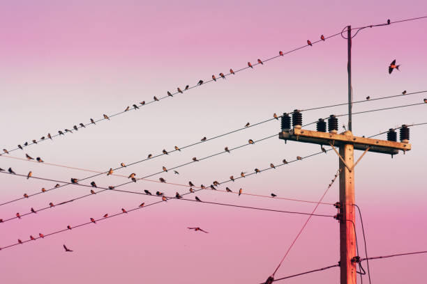 istock Birds perched on electric poles in colorful background 1219389426