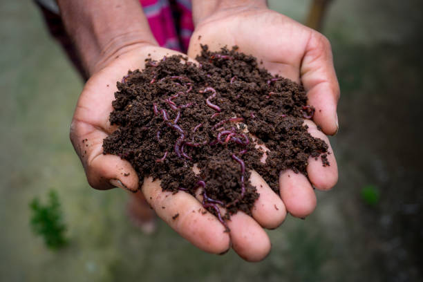 compost che tiene a mano con vermi rossi. un contadino che mostra i vermi nelle sue mani a chuadanga, in bangladesh. - humus soil foto e immagini stock
