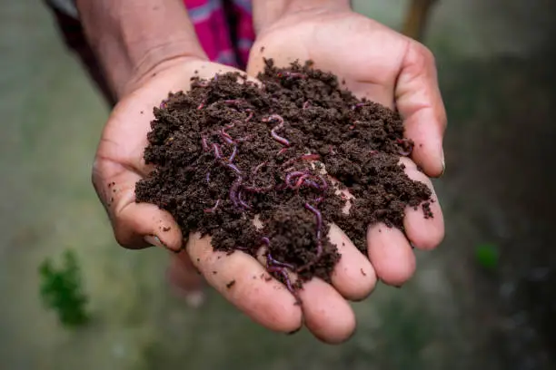 Photo of Hand holding compost with redworms. A farmer showing the worms in his hands at Chuadanga, Bangladesh.