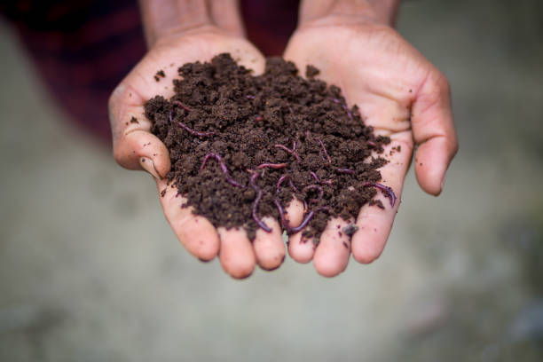 Hand holding compost with redworms. A farmer showing the worms in his hands at Chuadanga, Bangladesh. Hand holding compost with redworms. A farmer showing the worms in his hands at Chuadanga, Bangladesh. eisenia fetida stock pictures, royalty-free photos & images