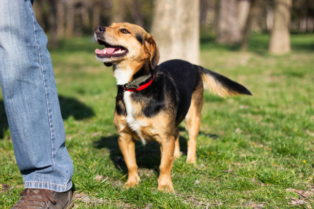 istock Small cute dog portrait 1219390750