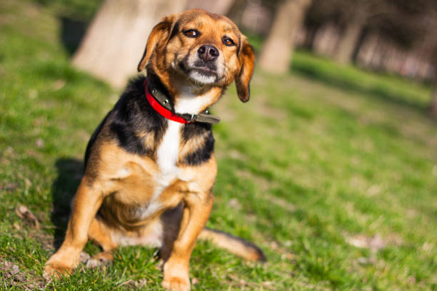 istock Small cute dog portrait 1219390829